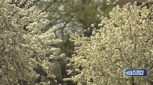 Life finds a way: Why the Callery Pear Tree is such a problem in Kansas