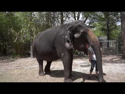 Asian Elephant Sound
