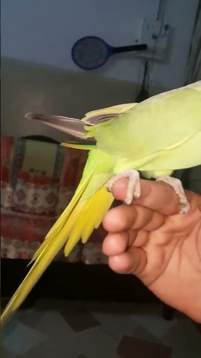 Talking Indian ring neck parrot
