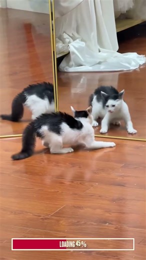 Cats vs Mirrors 🐈 | Algorithm Cleanse