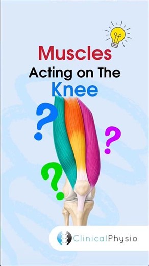 Muscles Acting on the Knee #physicaltherapy #physiotherapy #anatomy #muscleanatomy #knee