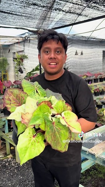 Keladi Hybrid Fika Flower: Tips for Easy Care