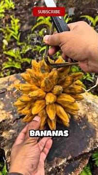Top 5 Most Mind-Blowing Bananas You Never Knew Existed!