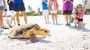 Florida sees record increase in loggerhead turtle nests. How about Sarasota, Manatee?