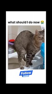 Comment 😭 . . . #solutions #cats #catfunny #animalfunny #funnymemesdaily | The Your World