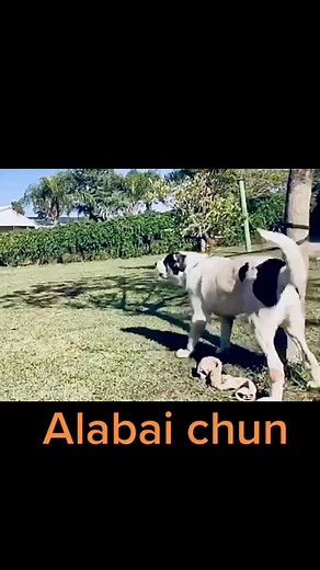 Playful Dog Adventures in a Beautiful Garden