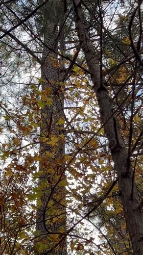 Sound up. ….Not a bird. | North Carolina Bird Atlas