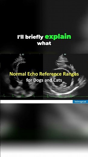 Normal Echo Parameters: Vet Edition! (Reference Ranges) #shorts