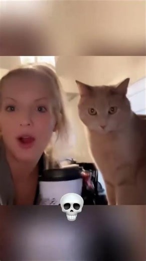 Cats imitating Humans💀