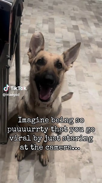 Cute German Shepherd Moments That Melt Hearts