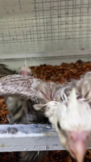 Royal Aquarium and Pets (@royal_aquarium_and_pet) - Expert Tips for Feeding Birds Like a Pro