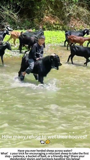 Sheep Herding Across a Creek – Slow, Splashy, and Worth It 🐑🌊