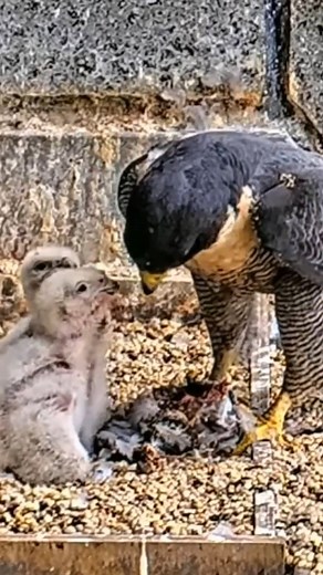 Review mother birds feeding her chicks in their nest P#168- The beautiful babies bird with nature! #birdlovers #birdwatching #birdlife #birdsofinstagram #birdphotography #birds | Birds with Nature