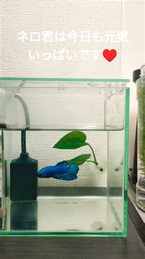 元気に泳ぎ回るうちの子を見てほしい！ ＃ベタ ＃初心者アクアリウム ＃bettafish