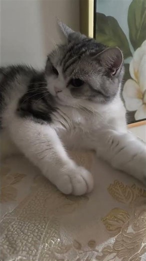 Kitten's Fart Surprise! The Most Stinky Moment