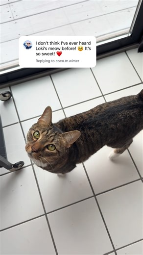 The Loki Show on Instagram: "spending the next few hours finding meowing videos so i can show everyone how he has a different meow for everything he’s trying to say (this one is his polite meow) #catsofinstagram #cutecat #cat #meow #catmom"