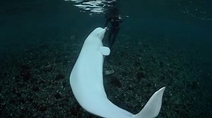11K views · 219 reactions | Special Interaction between human and #beluga #whale  || @fredbuyle #videooftheday #oceans #ocean #sealife | Ocean Magazine | Facebook