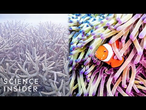 Why The Great Barrier Reef Could Disappear By 2050
