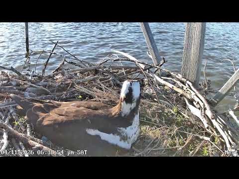 Ospreys are back for 2026!! - Maryland near Western Shore for Old Town Home