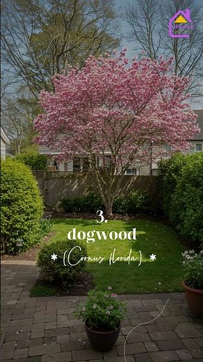 10 Beautiful Trees That Transform Small Yards Instantly!