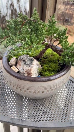Juniperus horizontalis (creeping juniper) into its new pot #bonsai #treelover #bonsailover