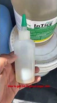 How to get rid of ghost ants / suger ants