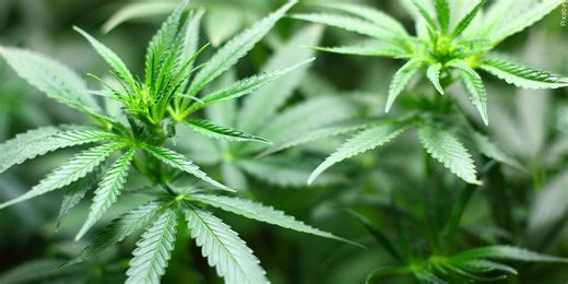 Opening date announced for medical cannabis dispensary in Cherokee, NC