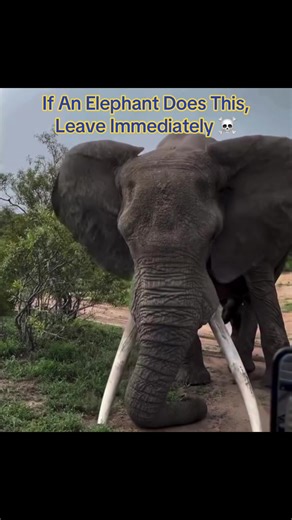 IdkSterling (@idksterling)’s video of elephant