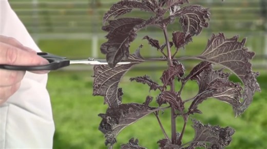 Watch How to use Root Riot plugs and clonex on Amazon Live