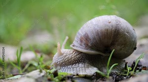 Closeup footage of a snail eating a plant leaf on the garden ground in daytime, with blur background