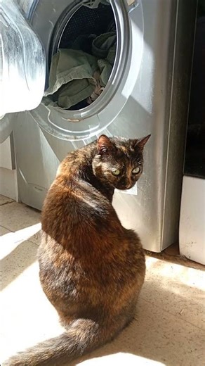 Blanc ou couleur pour la machine à laver 😸😹