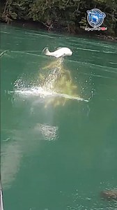 Increíble Salto de Salmón Chinook #aysén #fishing #pesca #chinook #fypシ #patagonia