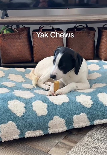 Discover the Benefits of Yak Chews for Dogs