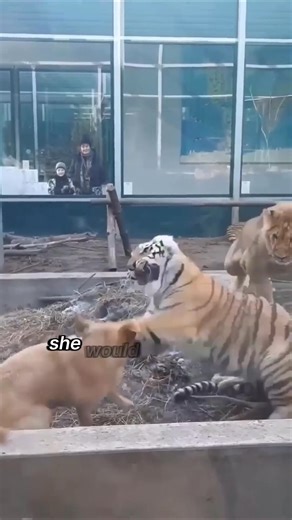 Tiger Cubs Think This Dog Is Their Real Mom #shorts #animals #tiger #fblifestyle | Fluffy land Animals