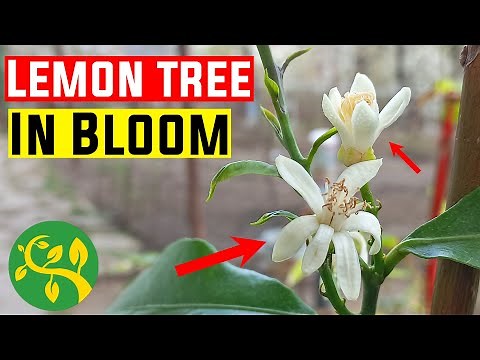 My Lemon tree blooming for the first time 🌼🌼🌼