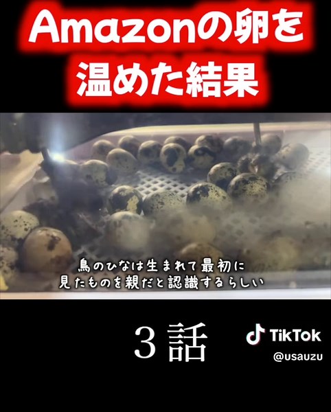 【3話】Amazonの卵から生まれたうずら #うずら #孵化