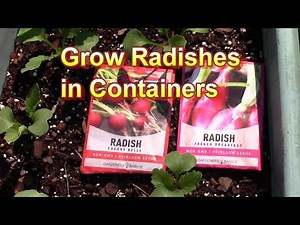 How to Grow Radishes in Containers from Seeds. Grow Cherry Belle, French Breakfast & Rivoli