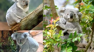 Koala : taille, description, biotope, habitat, reproduction