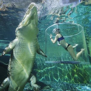 40K views · 430 reactions | Swimming with Giant Crocodile Challenge - Do you want to try | Daily Reptile | Facebook