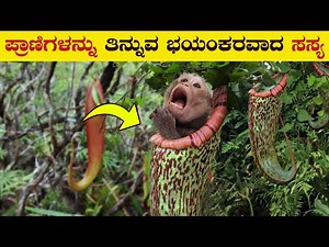 How Carnivorous Plants Started eating animals | Man eating Plants | Dangerous Plants | VismayaVani