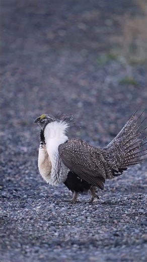 Stock Video - Greater Sage Grouse lek, during mating display in Utah