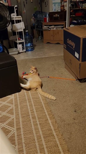 Self-entertaining kitty