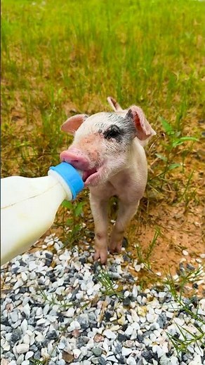 peppa pig full episodes 🐽🐷 p34 #pig #cute