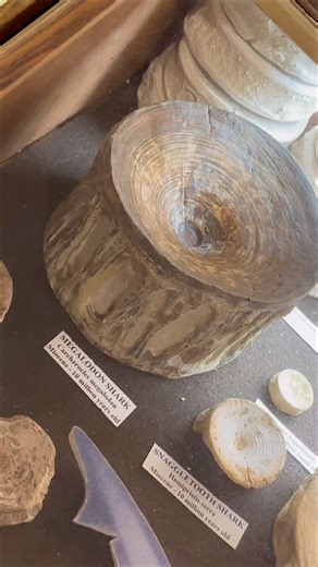 Super rare, giant Megalodon Sharks ancient fossil real vertebrae! Cartilage rarely fossilized #wow