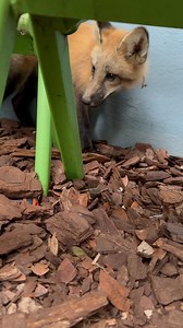 She’s style, she’s grace…she’ll bite you on the face . . . Isla’s sponsor: Deborah Esslinger Co sponsor: Cindy Smith . . Pawsitive Beginnings is a FWC/USDA licensed and insured 501(c)(3) nonprofit sanctuary that provides a safe, permanent home for foxes from U.S. fur farms and the pet trade. Since these foxes were born and raised in captivity, releasing them into the wild would be both unsafe and illegal. Here, they enjoy spacious enclosures and indoor/outdoor areas where they can escape the Sou