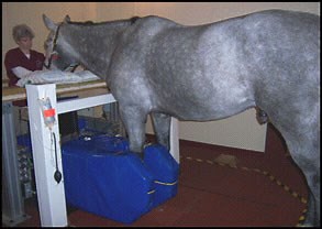 Equine MRI Imaging Center in Plympton, MA | South Shore Equine Clinic