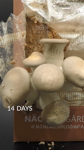 Black Pearl Oyster Mushroom | Boxlapse