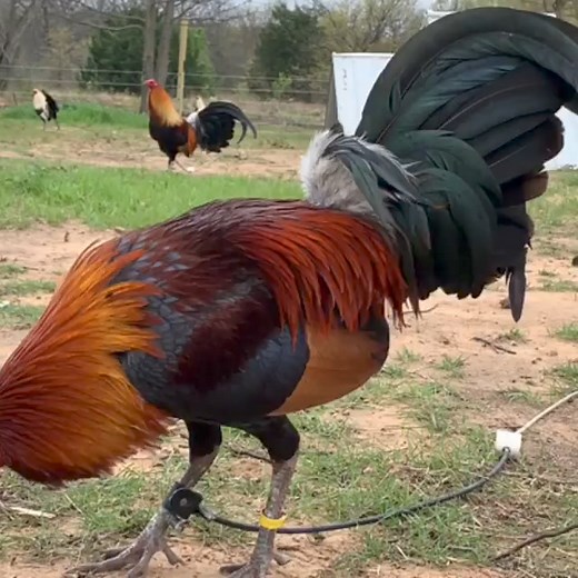 TROY HATCH #troygamefarm #troythompson #troyfarms #troykelso #troygrey #troyhatch #troyblack #gamefowl #gallosfinos #gamefowlbreeds #foryou #followers #gamefowlbreeder #gallosdepelea #highlights #gamefowlnation #gallosdecombate #california #miami #texas #fyp #topfans #sabongnation #sabonglife #gallo #mexico #sabongero #backyardbreeders #americangamefowl #patobos | troy__gamefarm