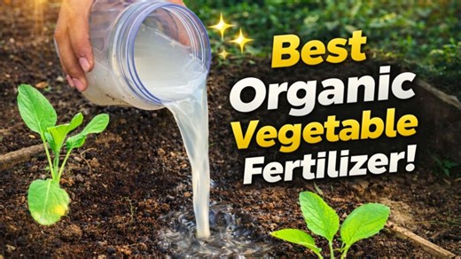 A simple organic fertilizer recipe for cucumbers, onions, and tomatoes