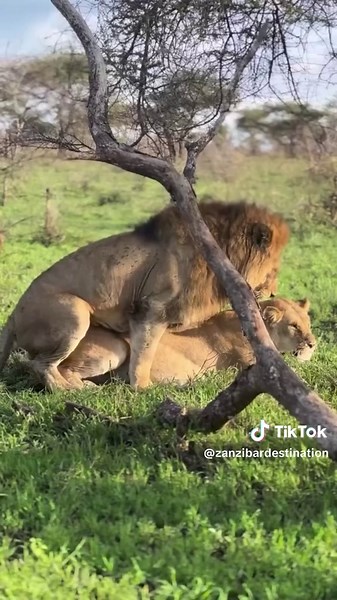 Ultimate Tanzania Safari and Zanzibar Beach Getaway